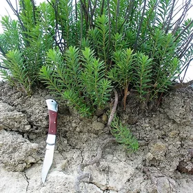Calcaric Leptosol on marly-calcareous sediments