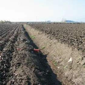 Drainage system for salinity control of a Hydragric Anthrosol