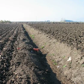 Drainage system for salinity control of a Hydragric Anthrosol