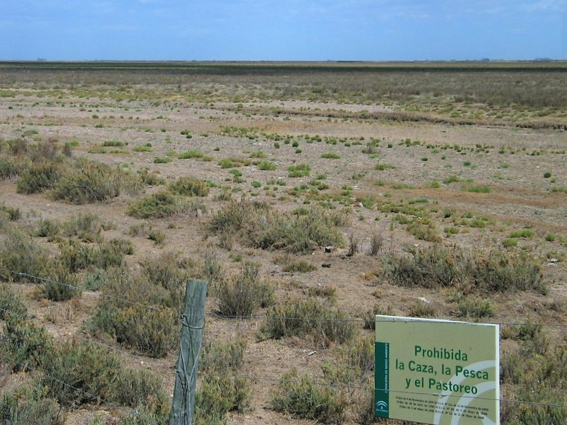 Micro-scale changes in vegetation after small changes in salinity (N.P. Doñana, SW Spain)