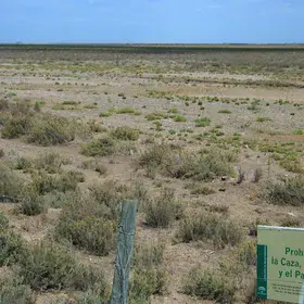 Micro-scale changes in vegetation after small changes in salinity (N.P. Doñana, SW Spain)