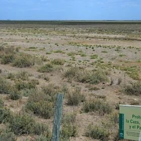 Micro-scale changes in vegetation after small changes in salinity (N.P. Doñana, SW Spain)