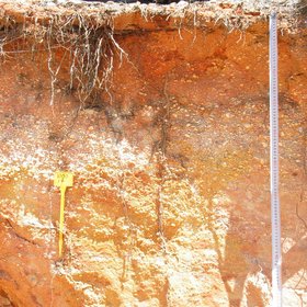 Arenic Stagnic Regosol on clayey sandy sediments