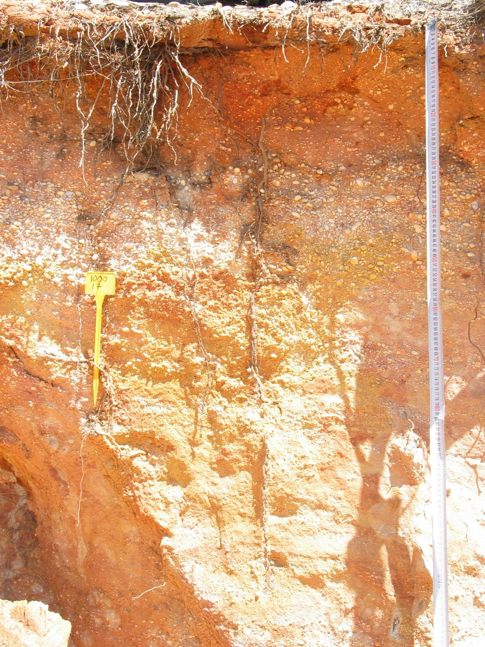 Arenic Stagnic Regosol on clayey sandy sediments