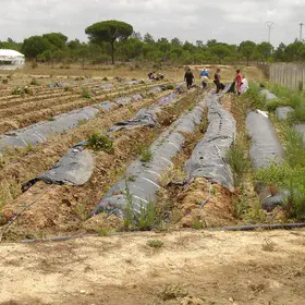 Workers retiring plastic film after harvest in El Cebollar experimental farm