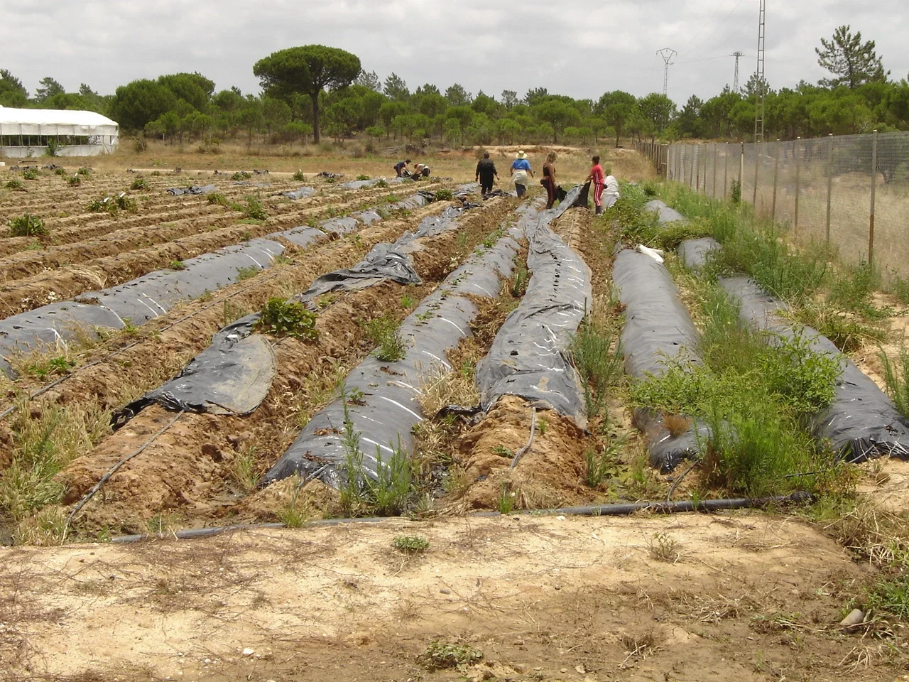 Workers retiring plastic film after harvest in El Cebollar experimental farm