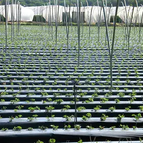 Strawberry fields forever