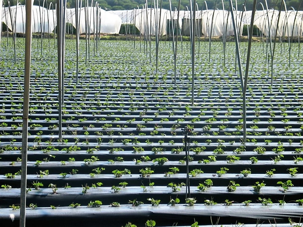 Strawberry fields forever