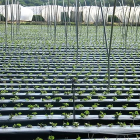 Strawberry fields forever