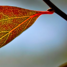 Autumn leaf with traces of chorophyll