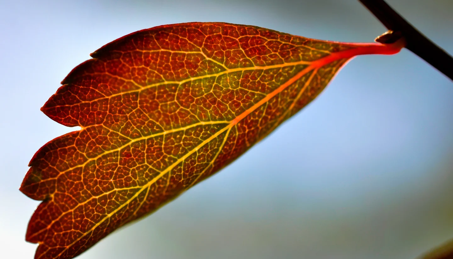 Autumn leaf with traces of chorophyll