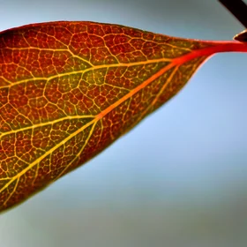 Autumn leaf with traces of chorophyll