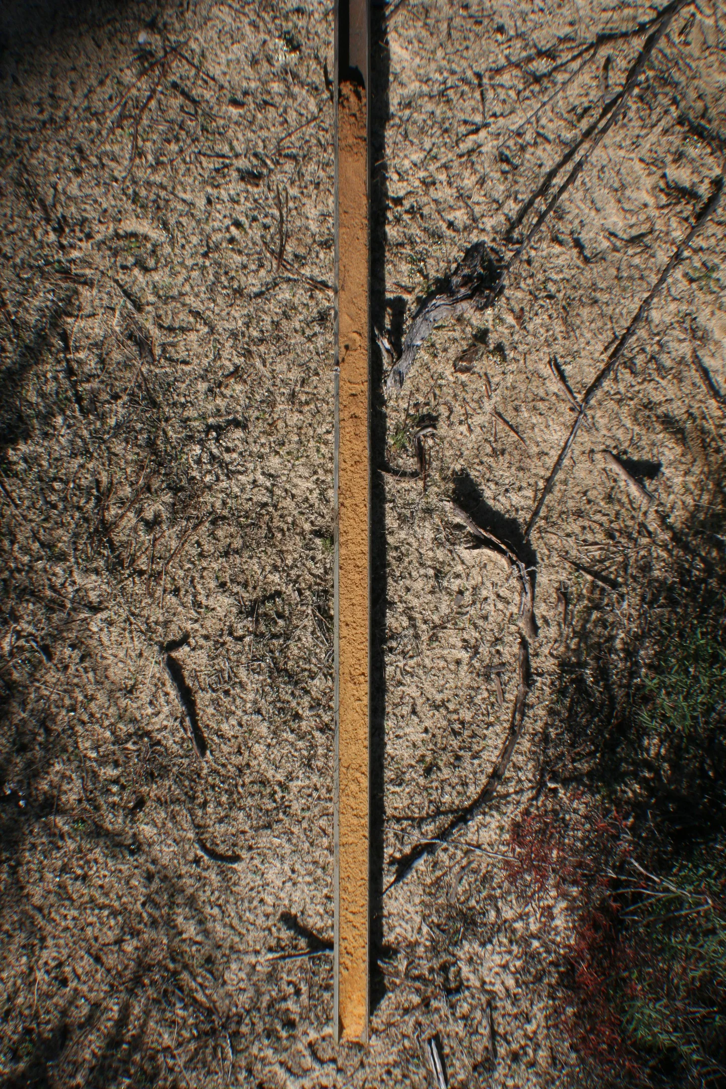 Dystric Arenosol from the Doñana National Park (southwestern Spain)