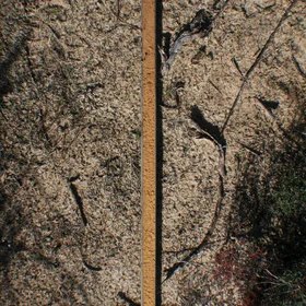 Dystric Arenosol from the Doñana National Park (southwestern Spain)