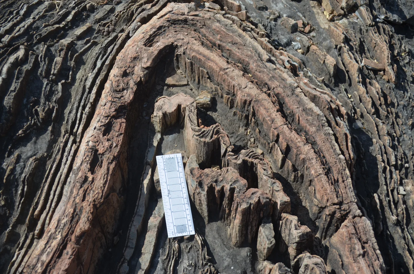 S-pattern at the left limb of the anticline fold, Ambaji, Gujarat, India