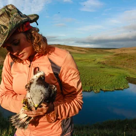 Catching the rough-legged buzzard
