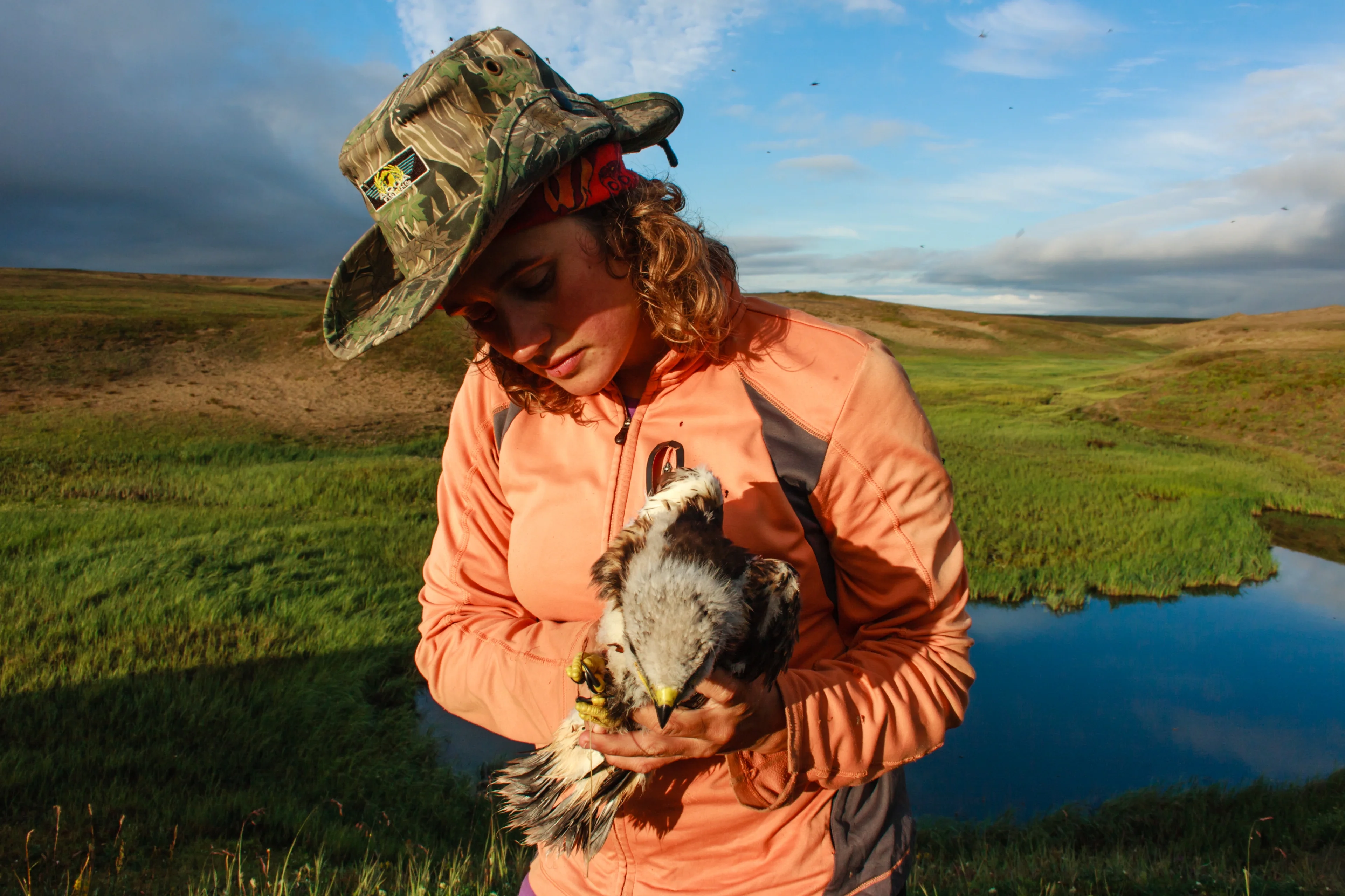 Catching the rough-legged buzzard