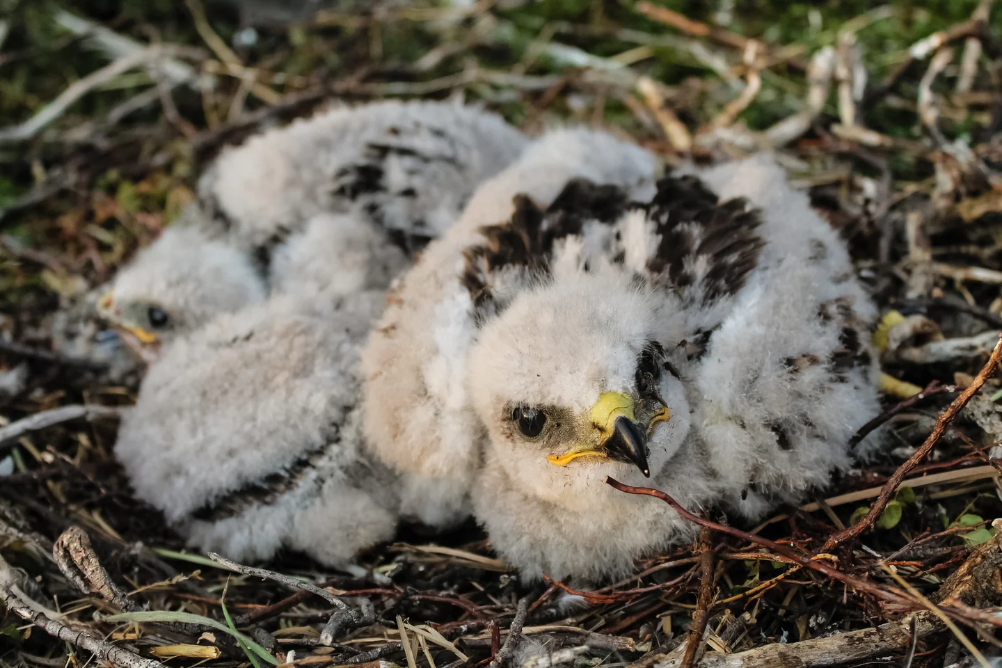 Small raptor is watching you