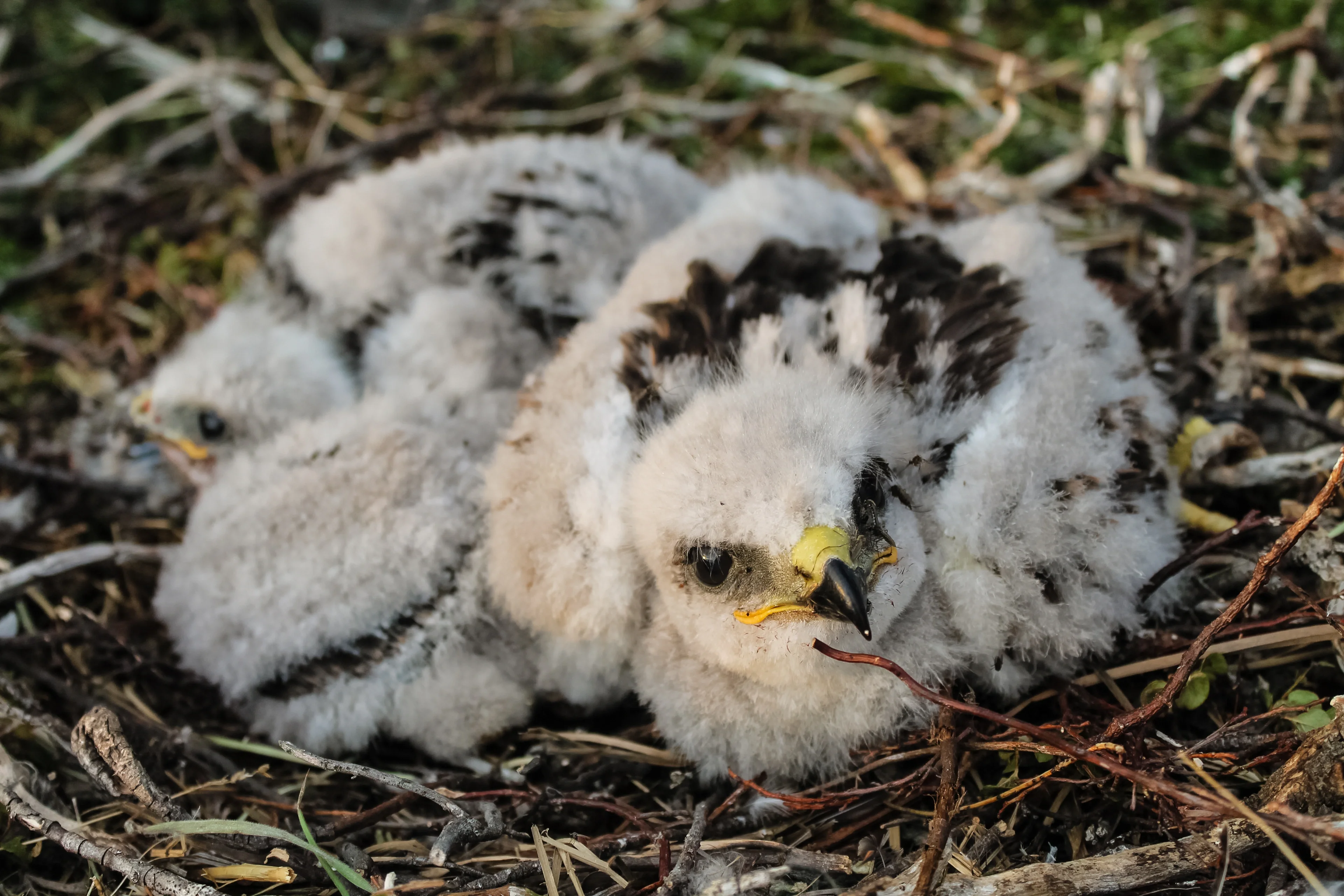 Small raptor is watching you