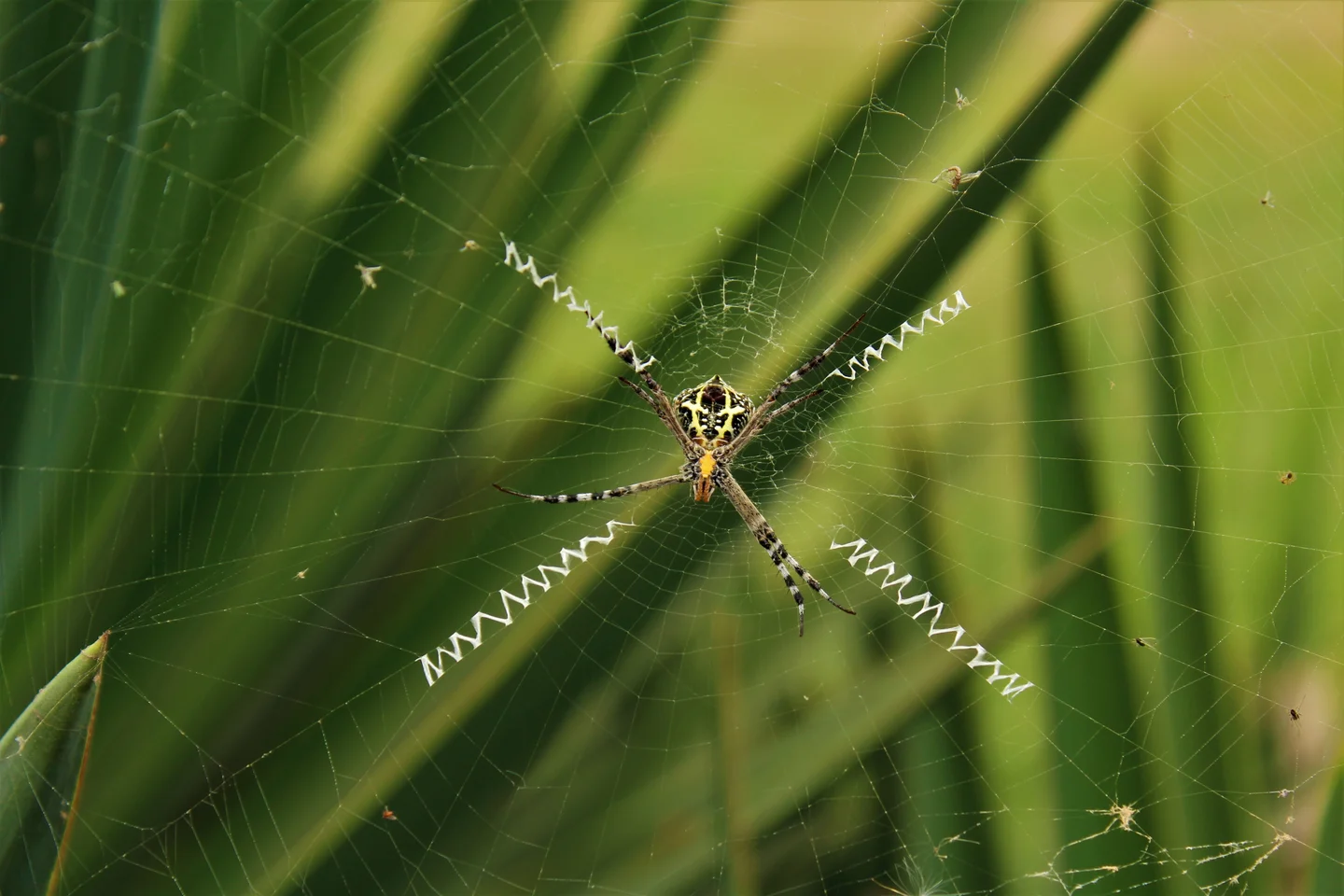 The best architect in Nature