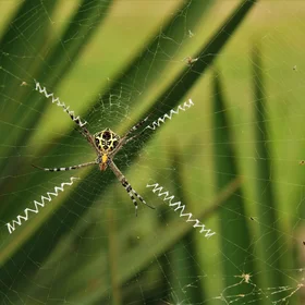 The best architect in Nature