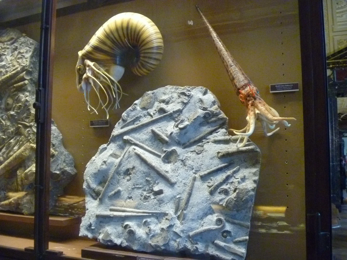Behold the Nautiloids!