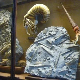 Behold the Nautiloids!