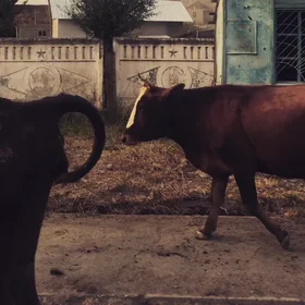 No Rest - Travels through Kyrgyzstan