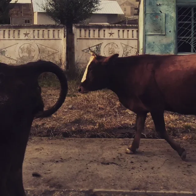 No Rest - Travels through Kyrgyzstan