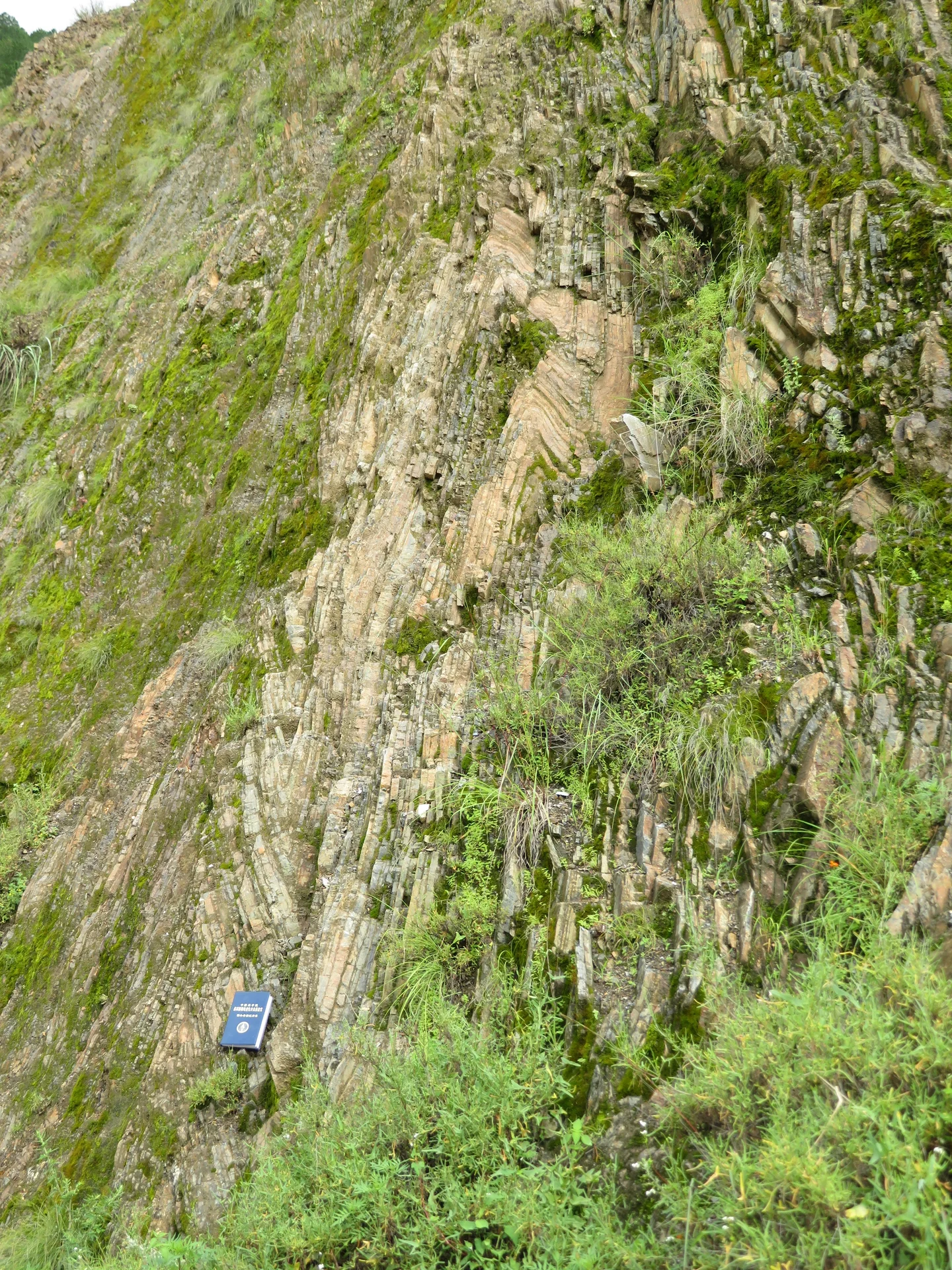 Chevron fold in siliceous rock