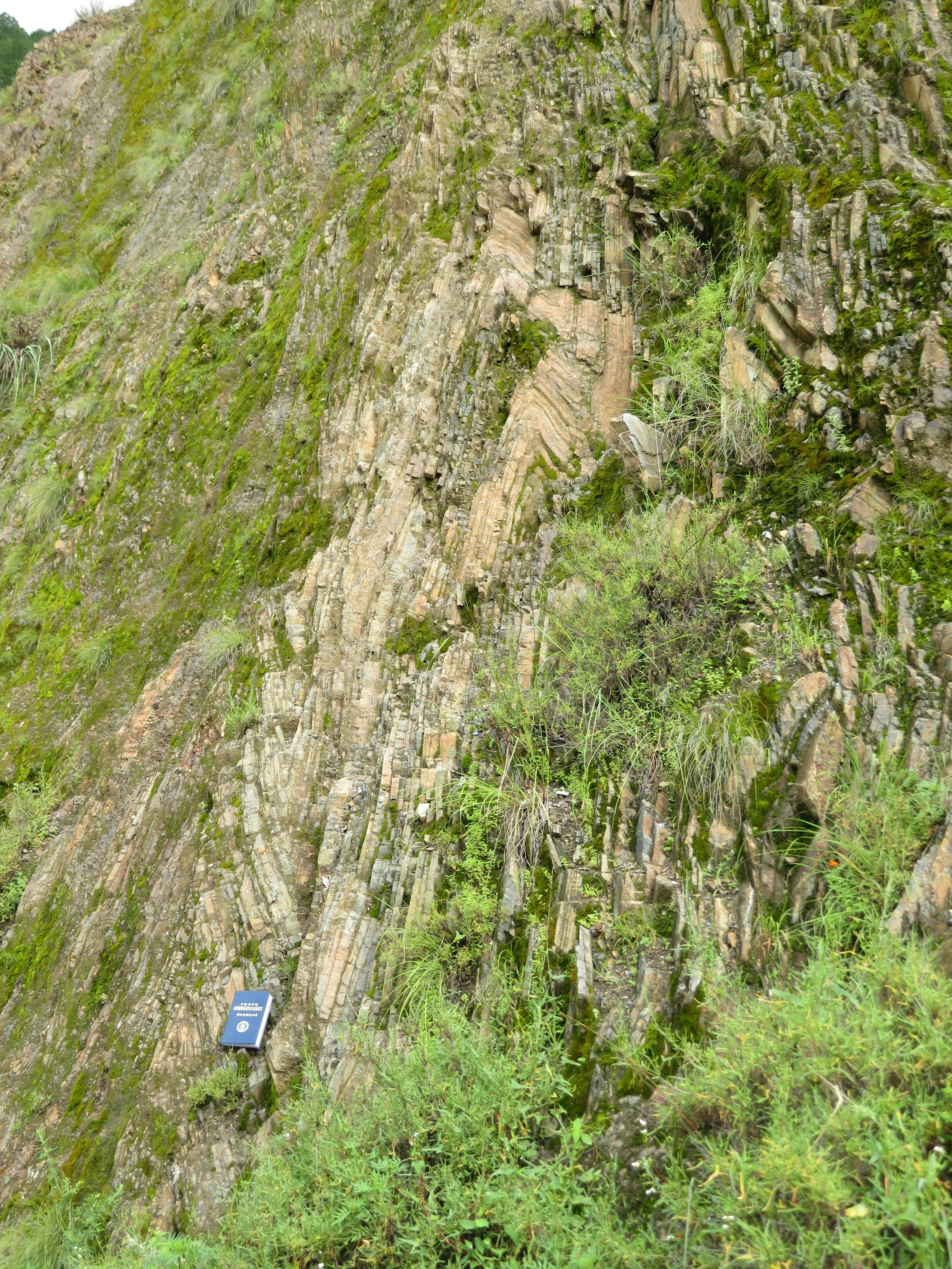 Chevron fold in siliceous rock