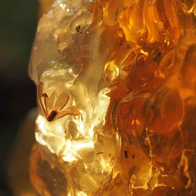 Embedded in tree resin