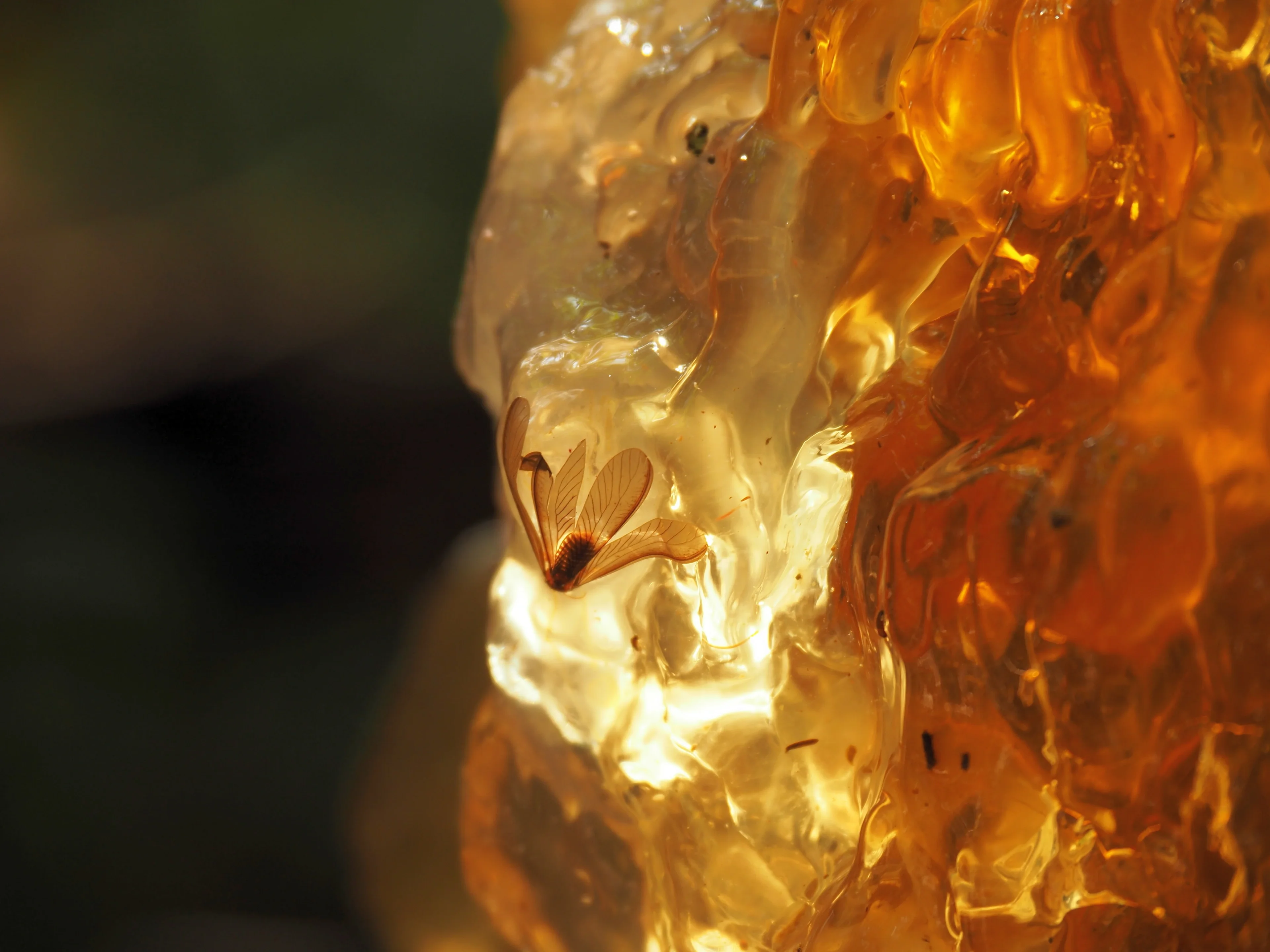 Embedded in tree resin