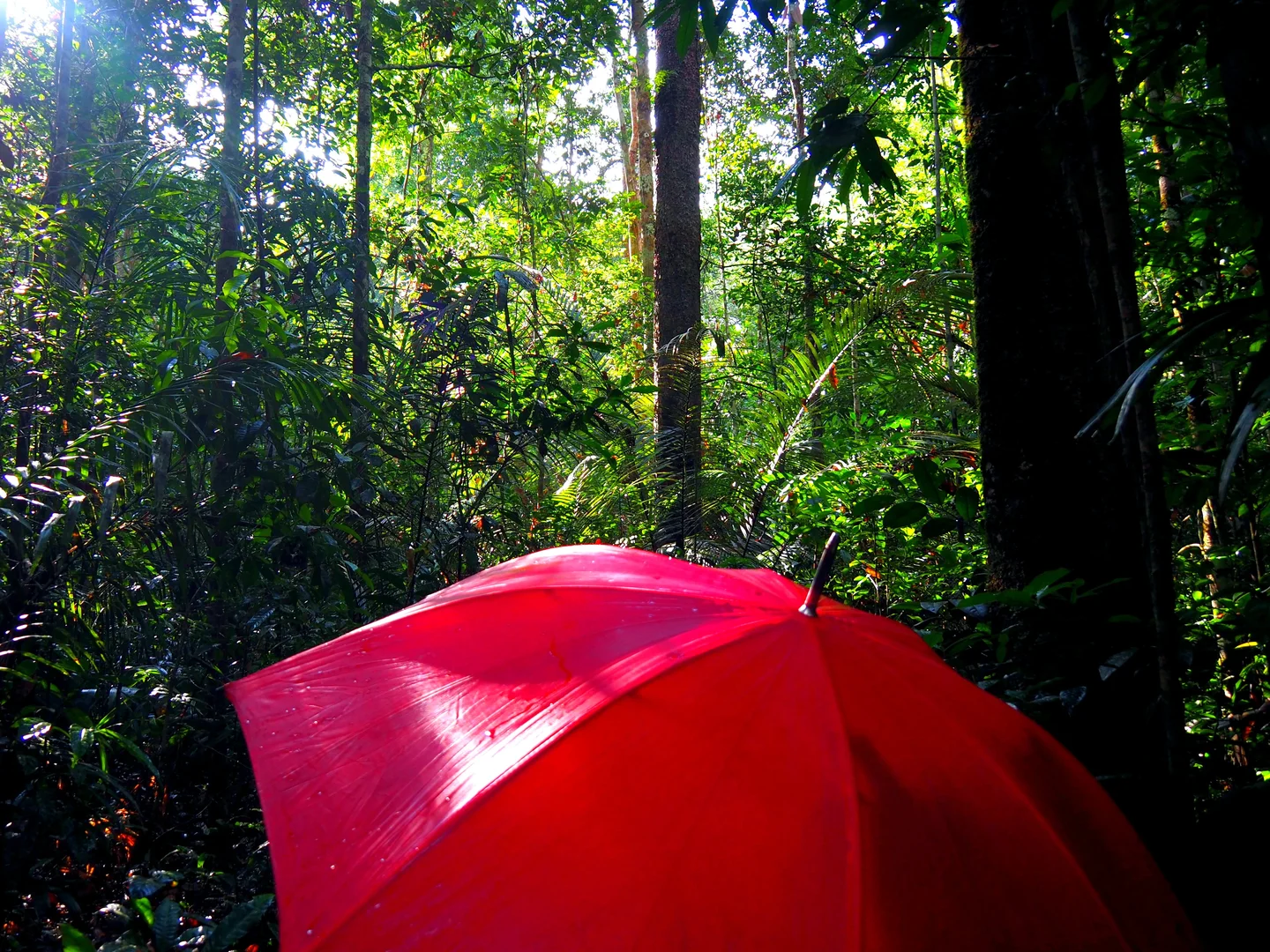 Working in the humid tropics