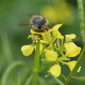 beautiful Bee at work
