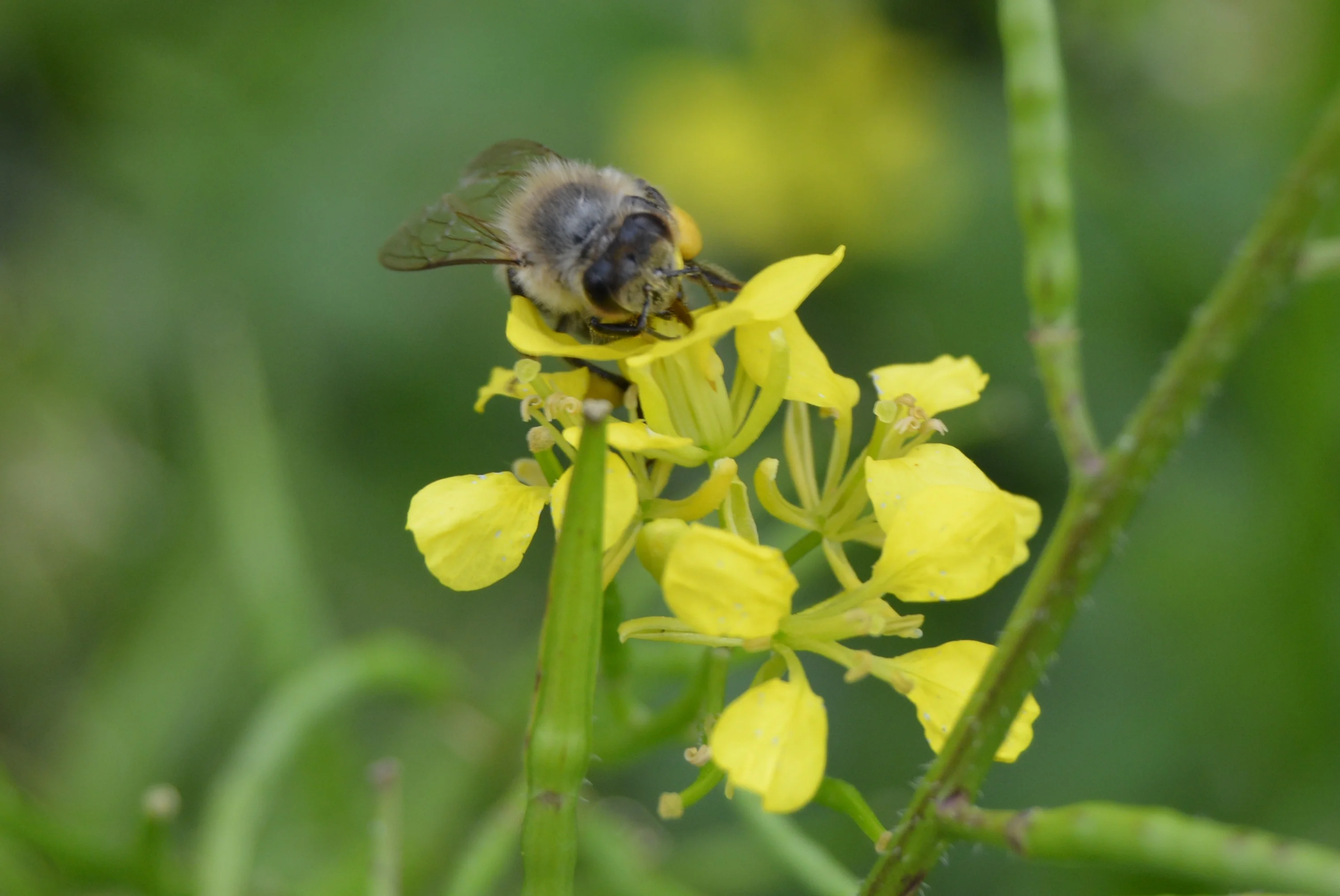 beautiful Bee at work