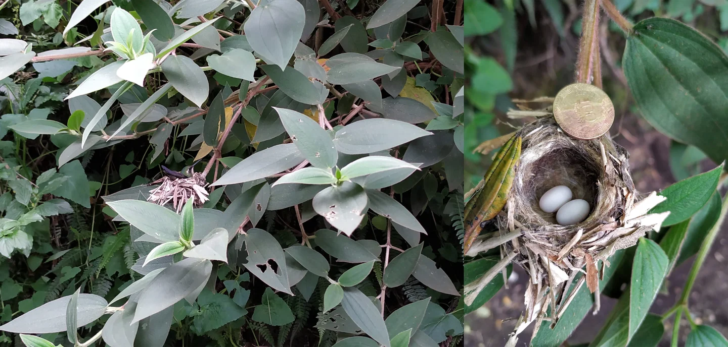 A hummingbird and its nest