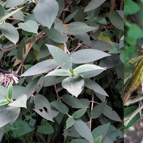 A hummingbird and its nest