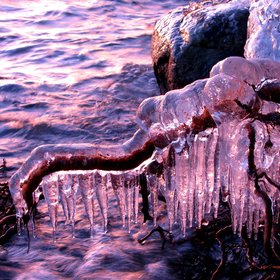Ice-coated roots at sunset