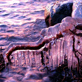 Ice-coated roots at sunset