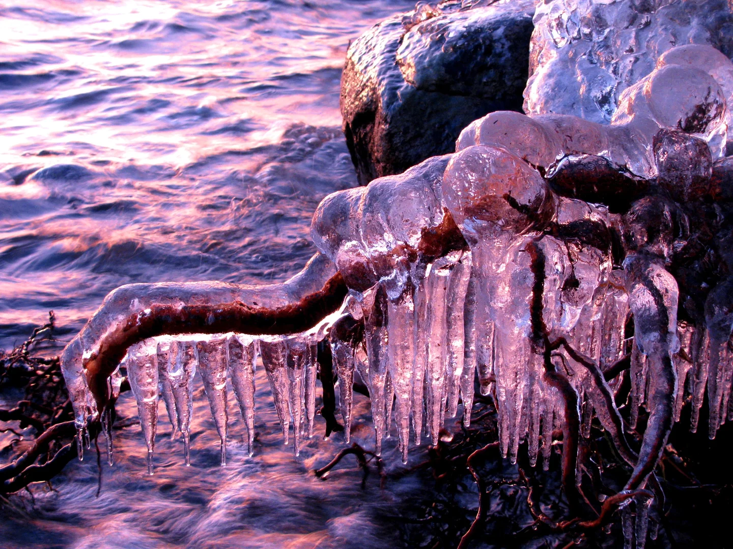 Ice-coated roots at sunset