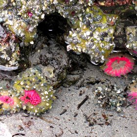 Happy sea anemones at the rocky coast of Vancouver Island