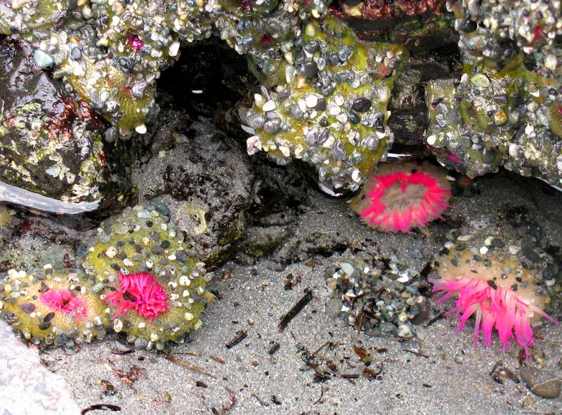 Happy sea anemones at the rocky coast of Vancouver Island