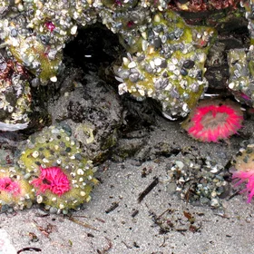 Happy sea anemones at the rocky coast of Vancouver Island