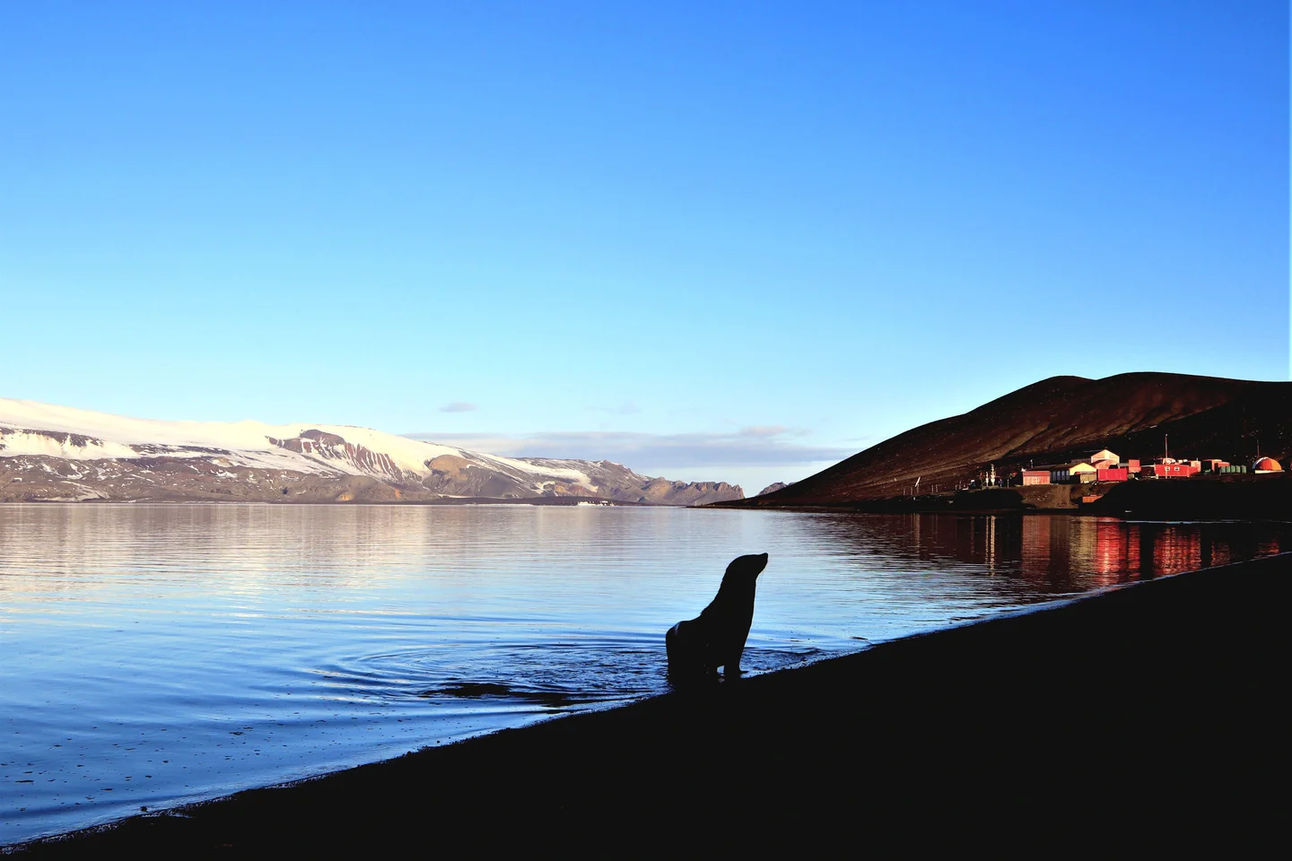 The Guard of Deception Island