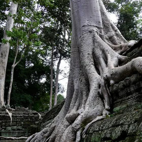 The Ents and their lost Empire