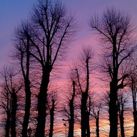 Bare trees in a colorful sunset