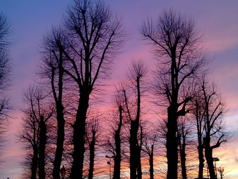 Bare trees in a colorful sunset