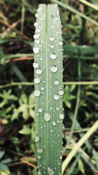 A rain-covered blade