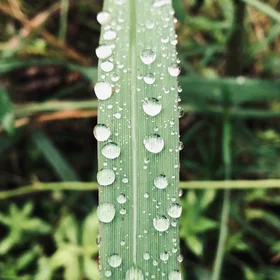 A rain-covered blade
